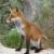 LERENARD85